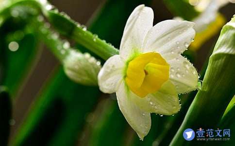 水仙一般什么时候开花