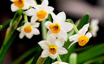 水仙花开花后怎么养？