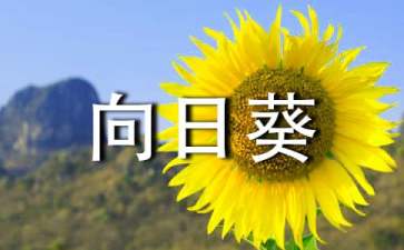 向日葵和石头童话故事