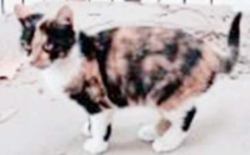 骄傲的小猫胎教故事