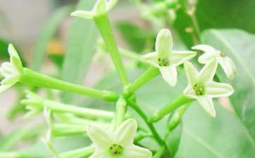 夜来香是什么时候开花的