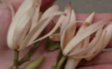 玉兰花的开花时间