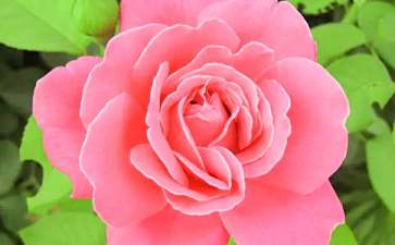 玫瑰花月季花区别图解