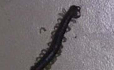 幼儿4-5岁游戏蜈蚣爬玩法