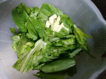 油麦菜的做法