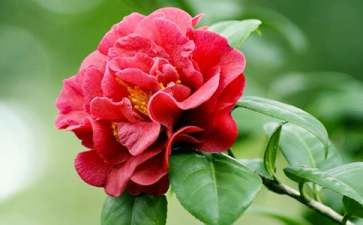 山茶花如何嫁接