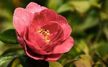 山茶花花期养护技巧