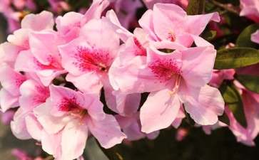 杜鹃花怎么养