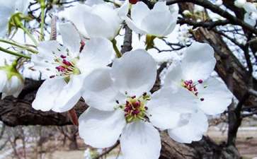 海棠花的花语是什么