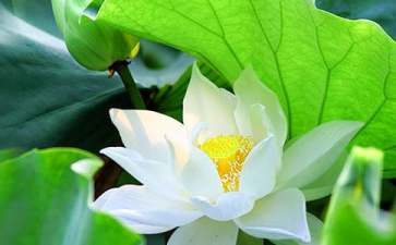 《荷花淀》教案汇总六篇