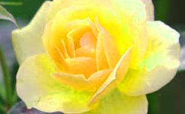 《美丽的花朵》中班教案