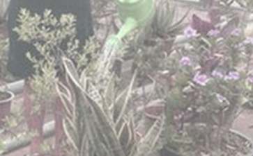 养鱼的水能浇花吗