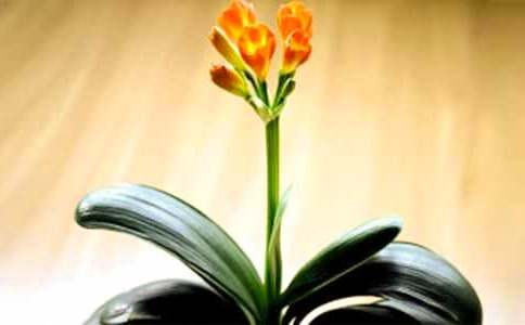 君子兰怎么养才能开花?