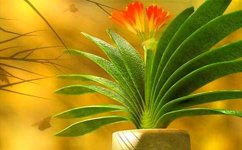 君子兰怎么养开花快？