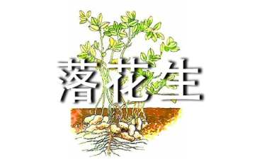 小学四年级《落花生》语文教案