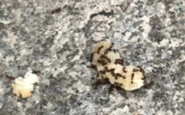 大班主题《蚂蚁觅食总动员》教案