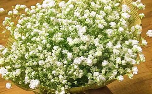 满天星的花语是什么
