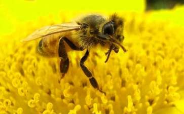 科学勤劳的小蜜蜂大班教案