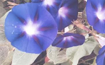 《牵牛花》中班教案（精选15篇）