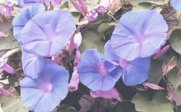 中班美术教案：牵牛花