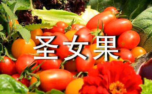 《圣女果》小班教案