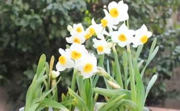 水仙花的.花语是什么