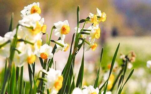 水仙花日常养护技巧