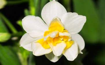 水仙花花语是什么