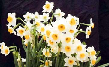 水仙花怎么养