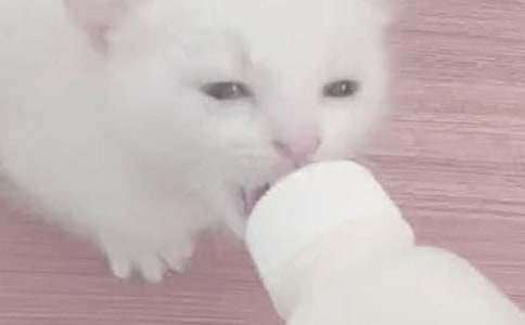怀孕了还可以喂奶吗