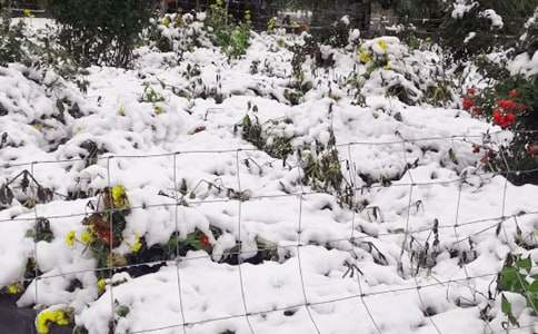 小班教案《下雪了》