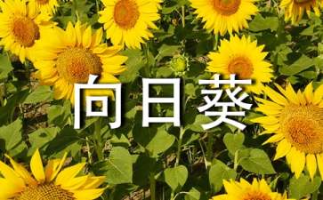 向日葵适合送什么人