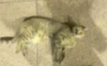 小猫捉鱼幼儿故事