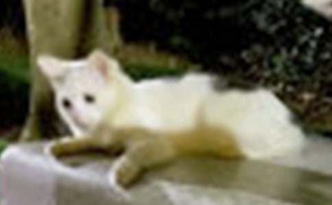 《落水的小猫》中班教案
