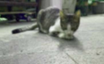 小猫兴兴捉老鼠童话故事