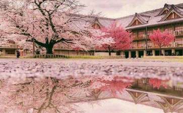 四月份去哪里旅游好 来日本看樱花