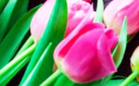 黑色郁金香花语是什么