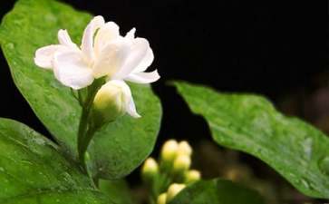 茉莉花养殖的注意事项