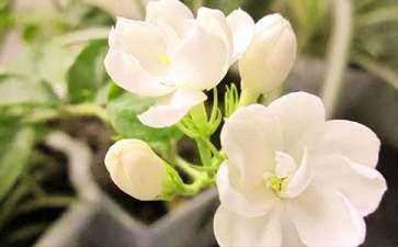 茉莉花的盆栽养殖技巧