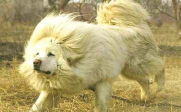 如何挑选藏獒