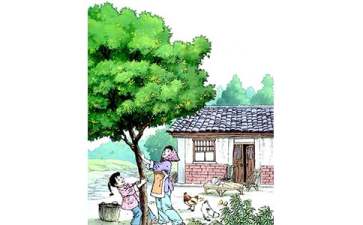 桂花雨教案15篇