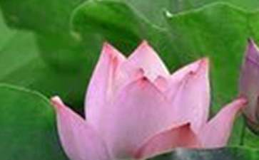 《荷花淀》教案