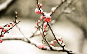 小班《梅花》优秀教案