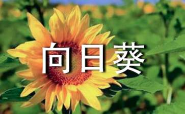 向日葵和石头寓言故事