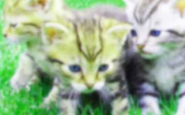 去过海底的小猫童话故事