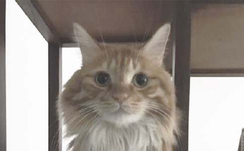小猫玩线团小班教案