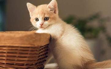 小猫种鱼新编的儿童故事