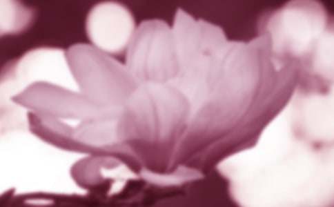 白玉兰花期养护技巧
