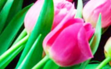 白色郁金香花语是什么