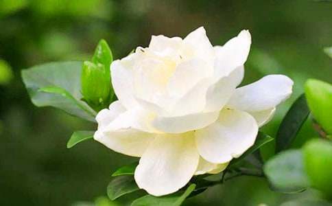 栀子花有什么功效与作用